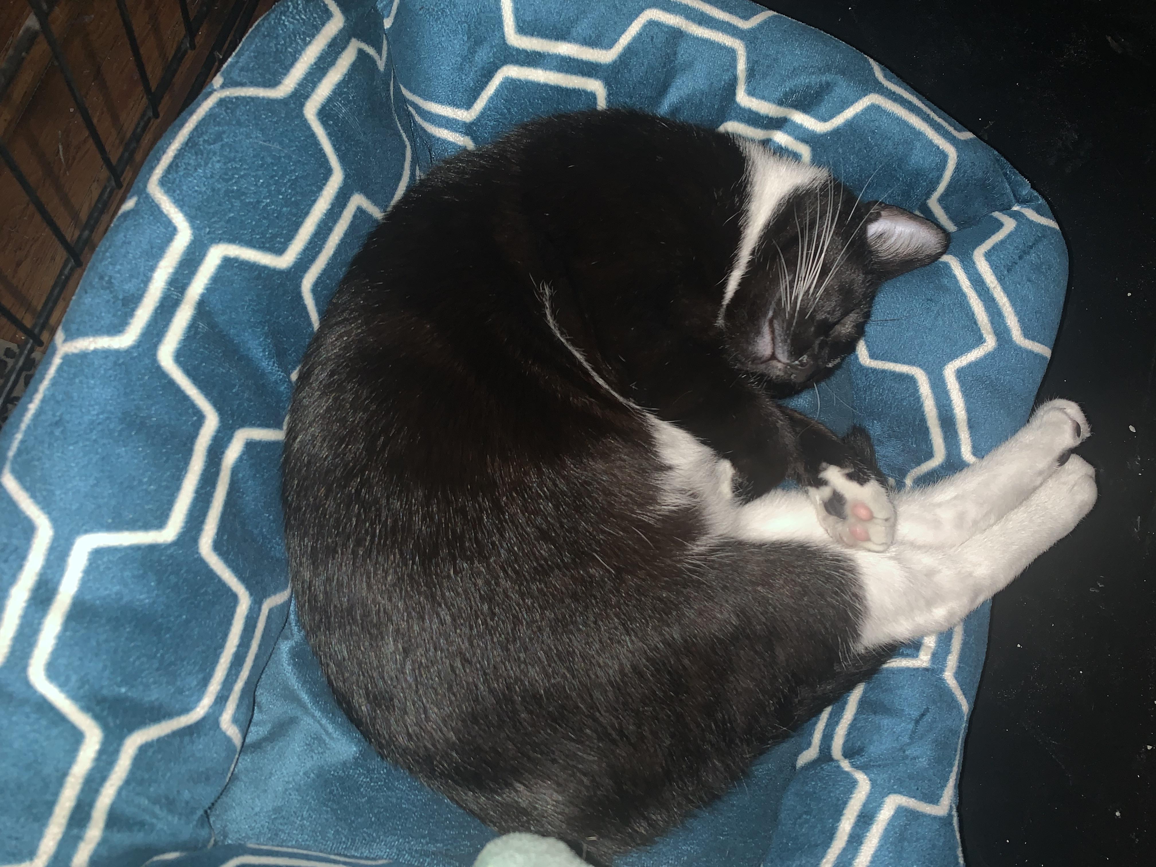 Chip, a Adoptable Domestic Short Hair in Brooklyn, NY image 3/4