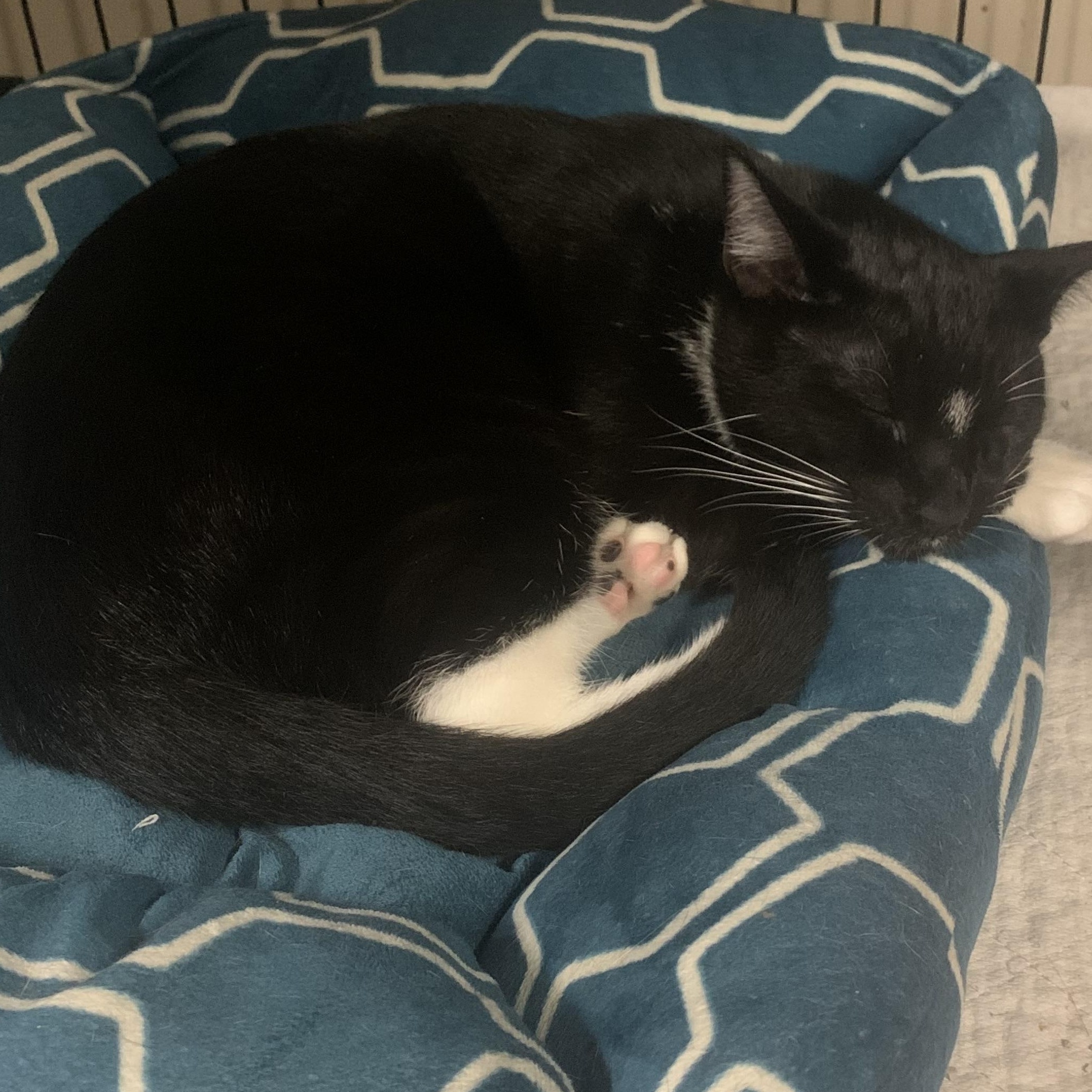 Chip, a Adoptable Domestic Short Hair in Brooklyn, NY image 4/4