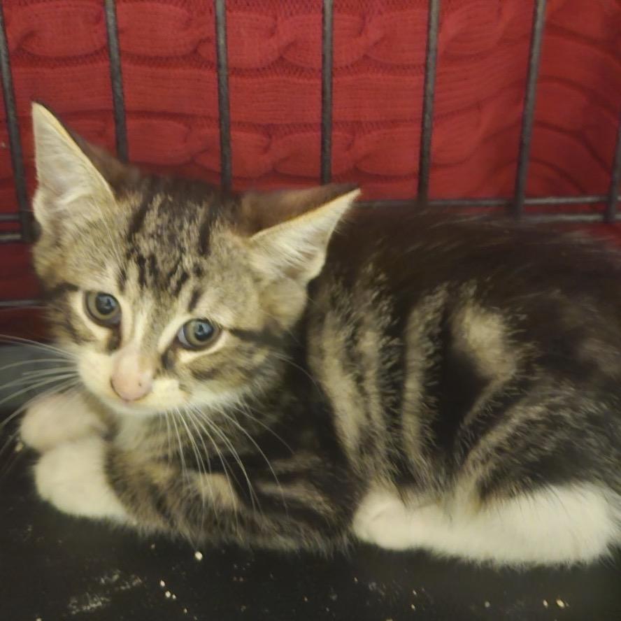 Dragonfly, Adoptable, Kitten Male Domestic Short Hair.