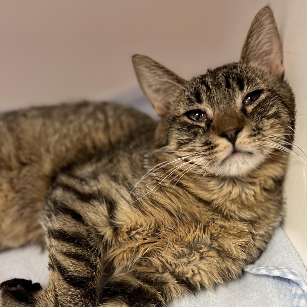 Scotch, a Adoptable Domestic Short Hair in Salt Lake City, UT image 1/5