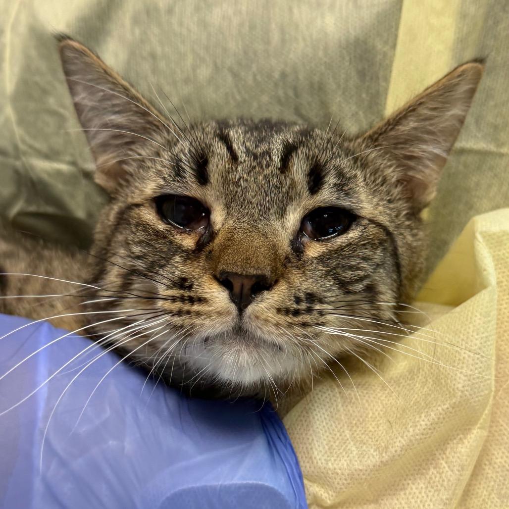 Scotch, a Adoptable Domestic Short Hair in Salt Lake City, UT image 2/5