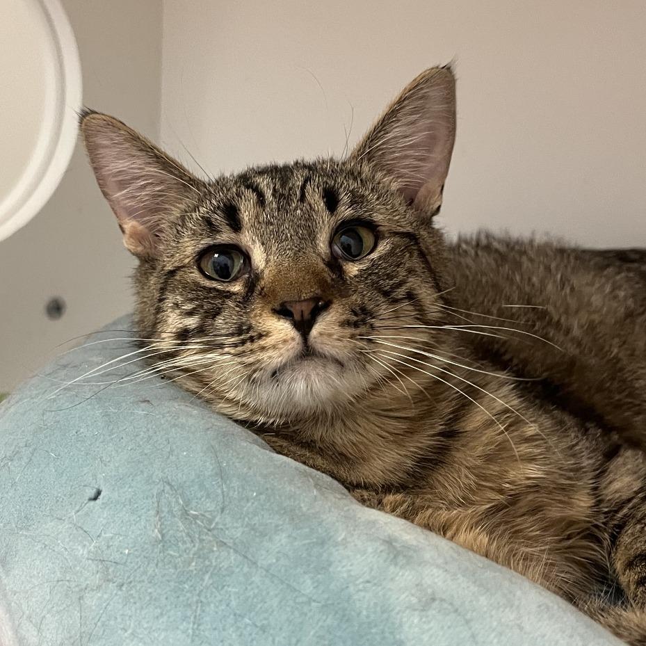 Scotch, a Adoptable Domestic Short Hair in Salt Lake City, UT image 3/5