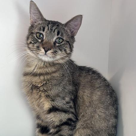 Scotch, a Adoptable Domestic Short Hair in Salt Lake City, UT image 4/5
