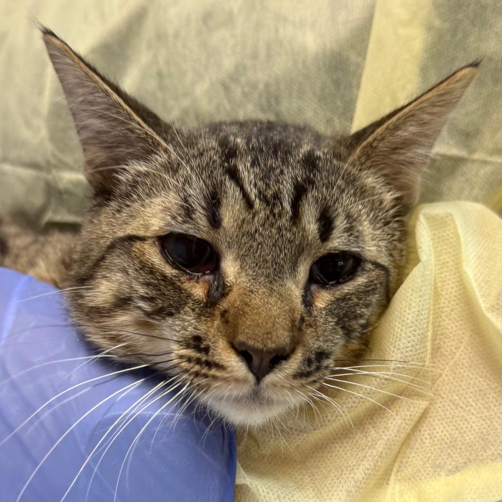 Scotch, a Adoptable Domestic Short Hair in Salt Lake City, UT image 5/5