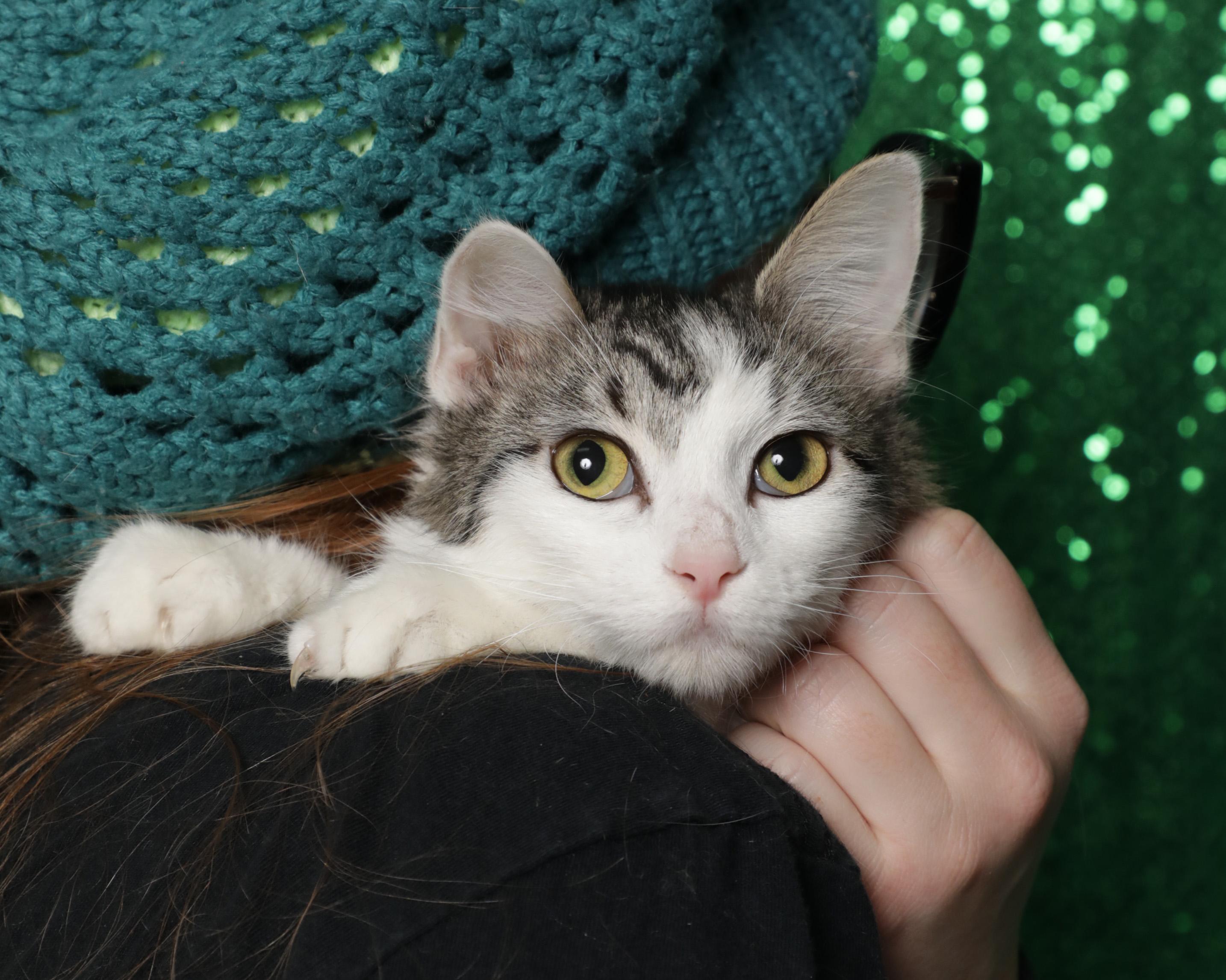 Enlarge Coconut Cream, an adoptable Domestic Short Hair in Rock Falls, IL image 2/2
