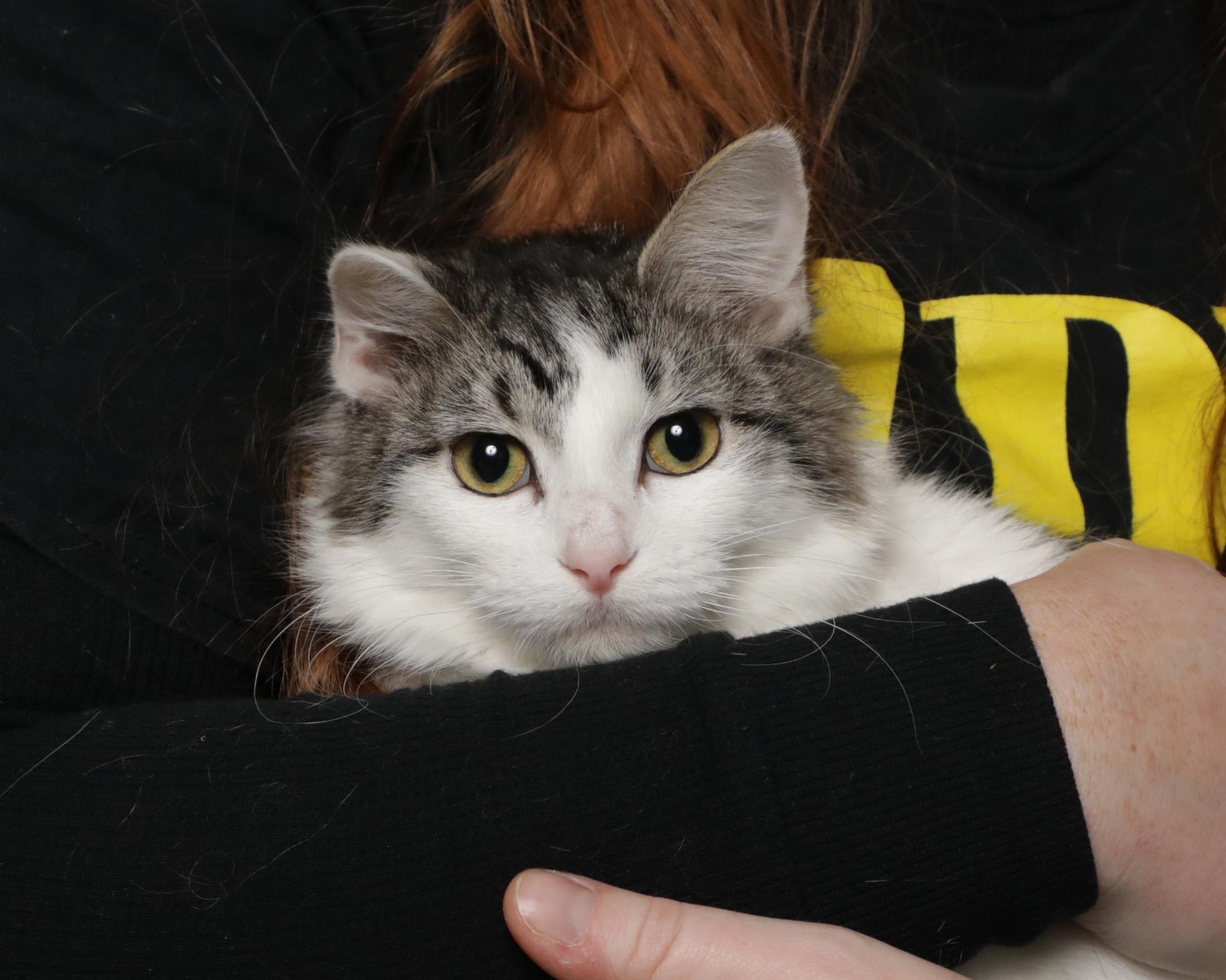 Coconut Cream, adoptable, Young Female Domestic Short Hair.