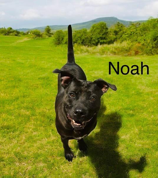 Bo, Adoptable, Adult Male American Bulldog & Black Labrador Retriever.