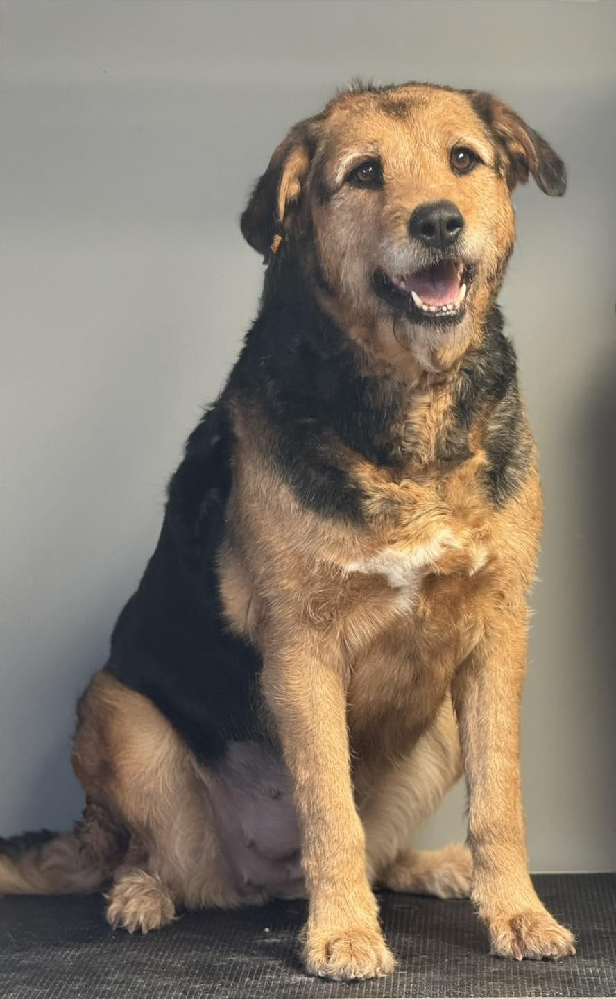 Enlarge Winnie, a Adoptable Airedale Terrier in Winchester, IN image 1/1