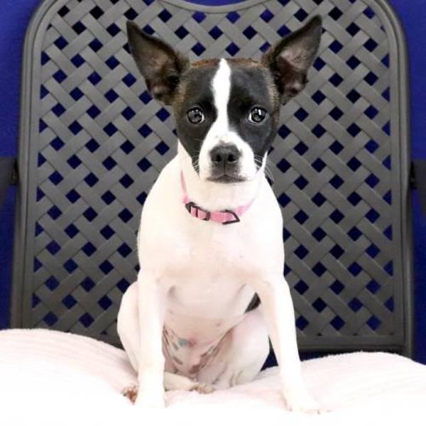 Enlarge Calla, a Adoptable mixed breed in Midland, TX image 1/2