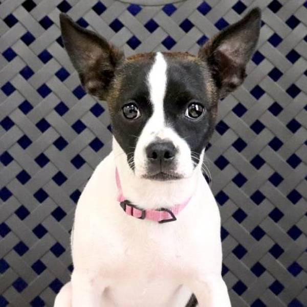 Enlarge Calla, a Adoptable mixed breed in Midland, TX image 2/2