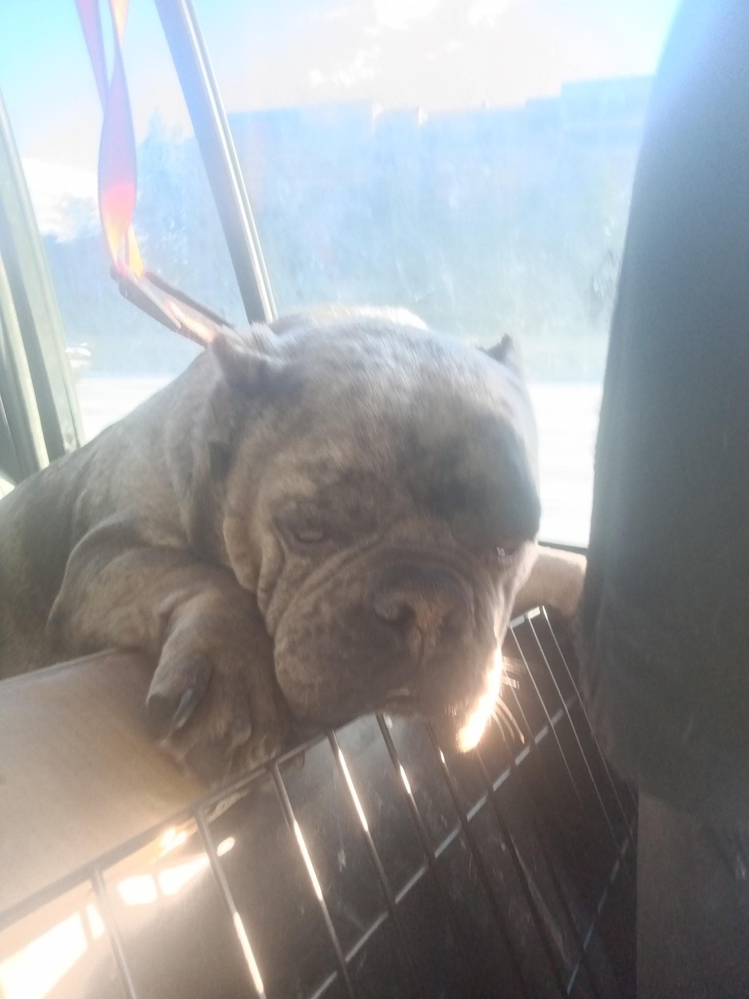 Enlarge Jowls, an adopted mixed breed in Frazier Park, CA image 2/4