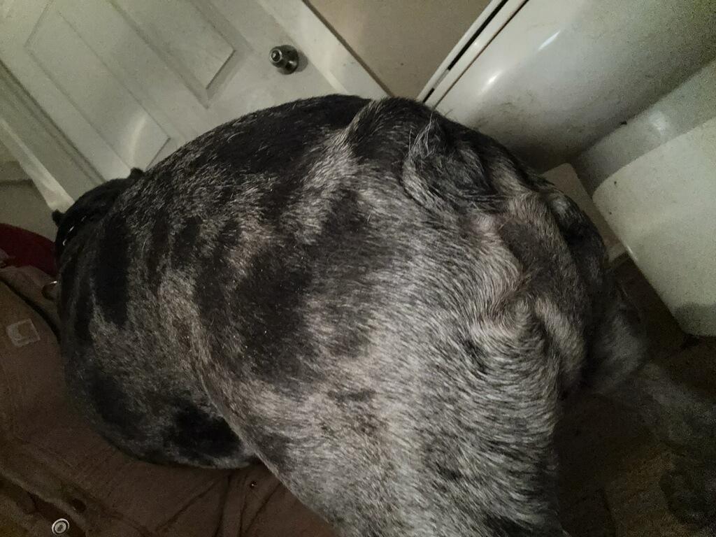 Enlarge Jowls, an adopted mixed breed in Frazier Park, CA image 3/4