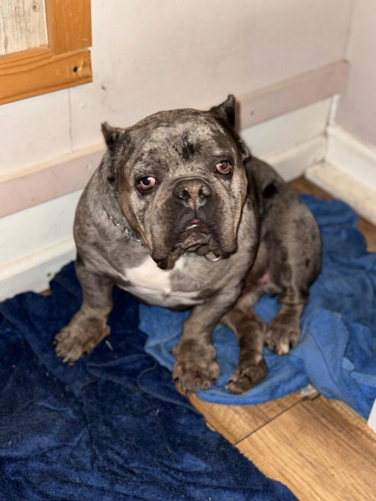 Jowls, adopted, Young Male French Bulldog & English Bulldog.