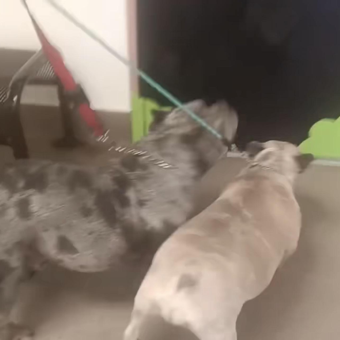 Enlarge Jowls, an adopted mixed breed in Frazier Park, CA image 4/4