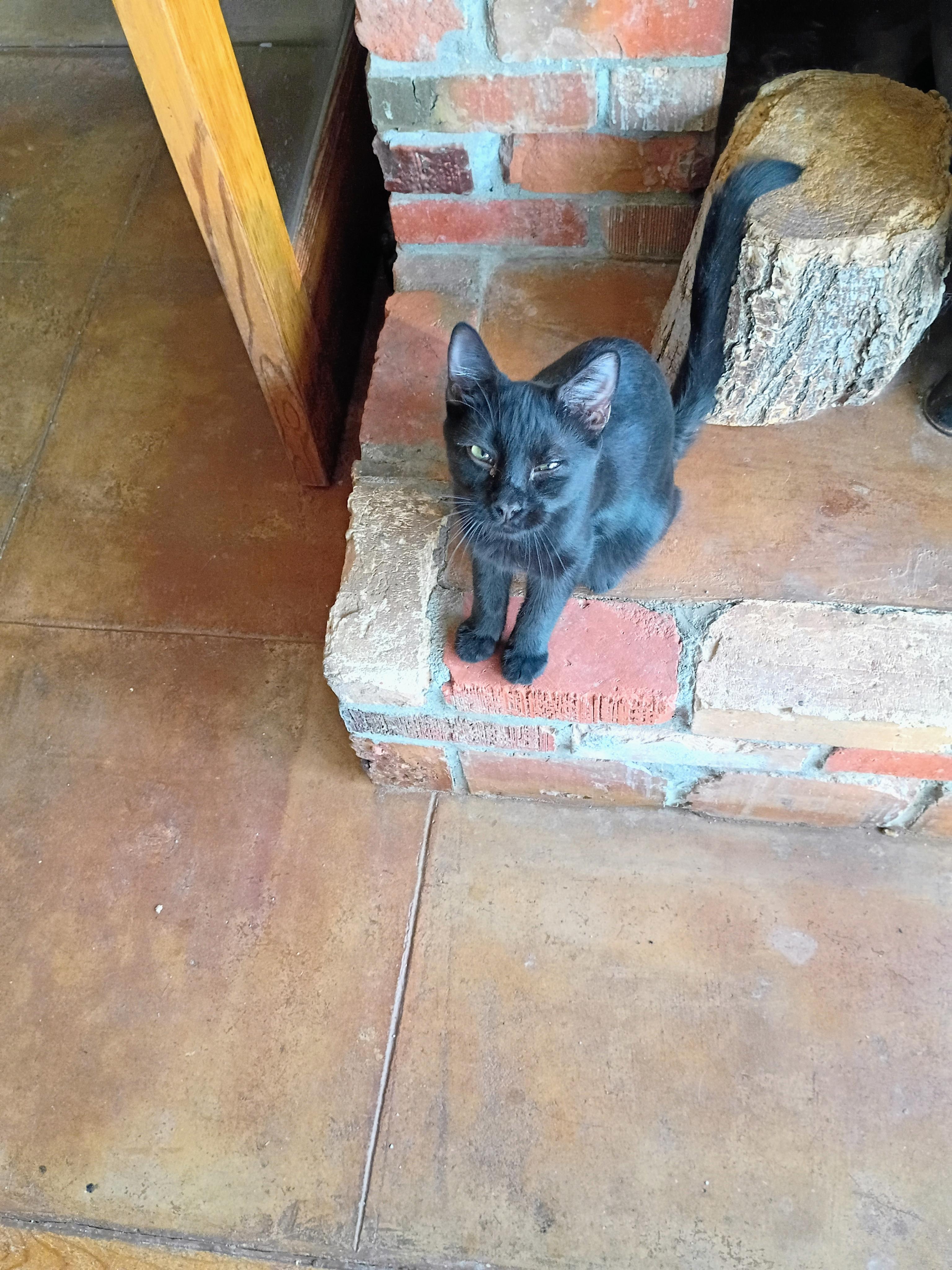 Enlarge Nasa, a Adoptable mixed breed in Buhl, ID image 2/5