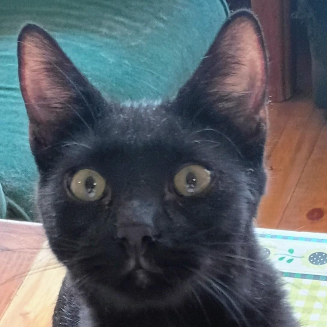 Enlarge Nasa, a Adoptable mixed breed in Buhl, ID image 3/5