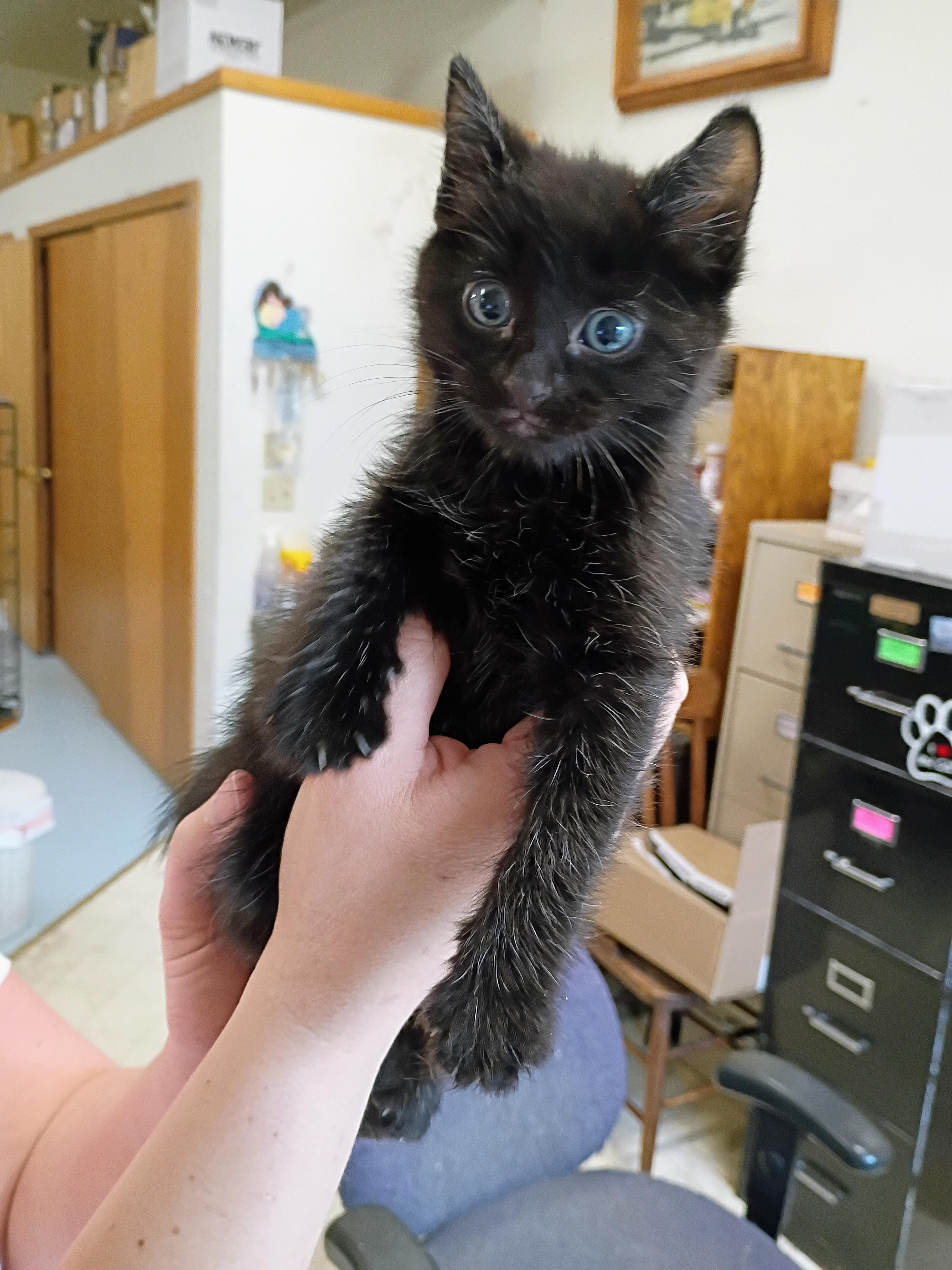 Enlarge Nasa, a Adoptable mixed breed in Buhl, ID image 4/5