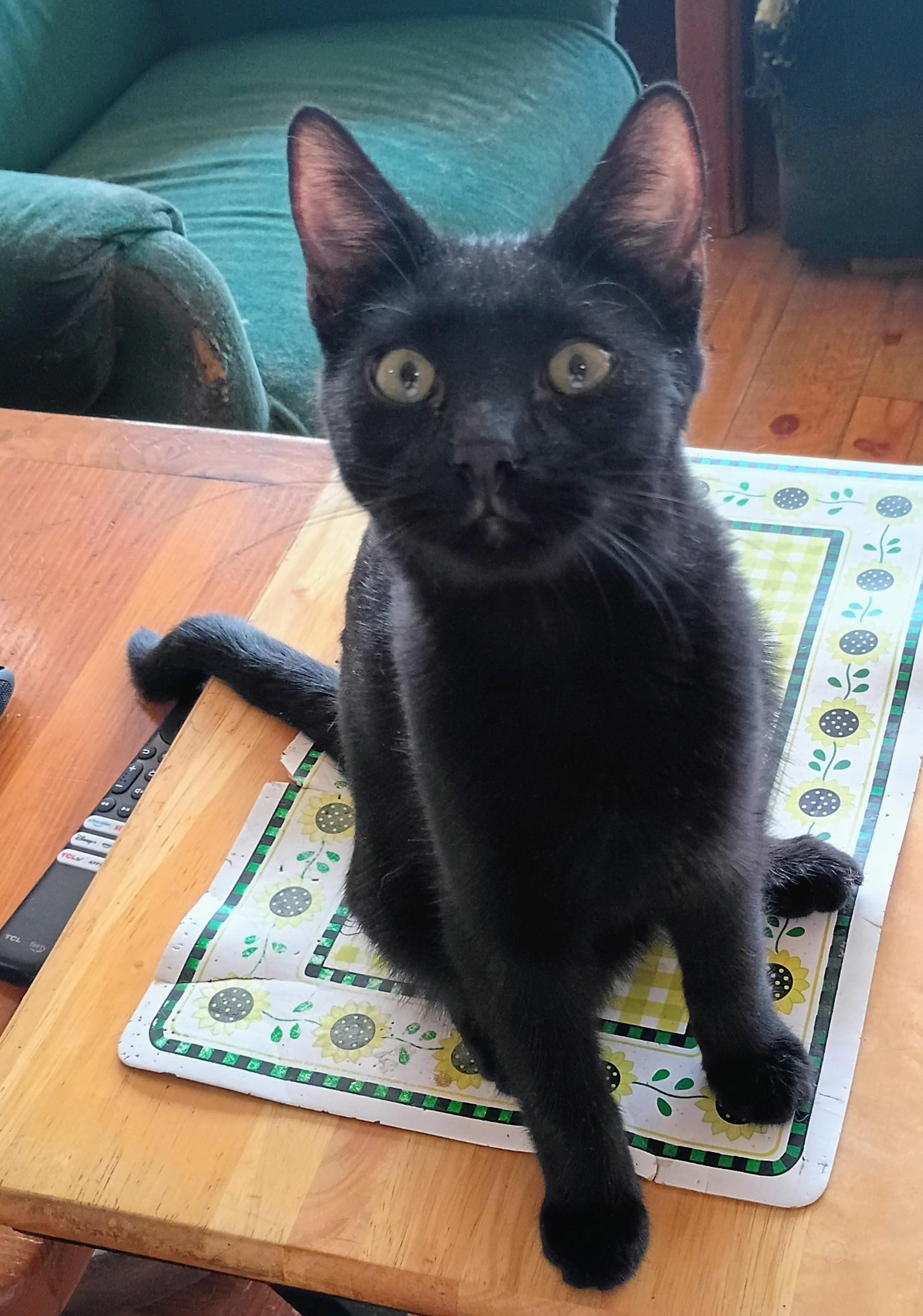 Enlarge Nasa, a Adoptable mixed breed in Buhl, ID image 5/5