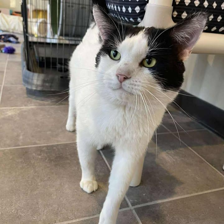 Enlarge Poetry, a ADOPTABLE Domestic Short Hair in Winthrop, ME image 1/3