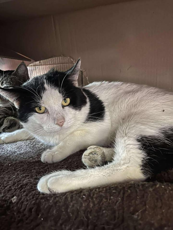 Enlarge Poetry, a ADOPTABLE Domestic Short Hair in Winthrop, ME image 3/3