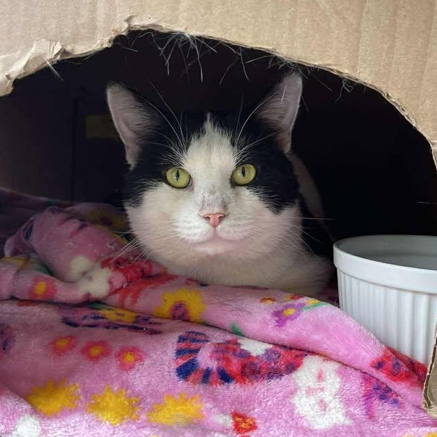 Enlarge Poetry, a ADOPTABLE Domestic Short Hair in Winthrop, ME image 2/3