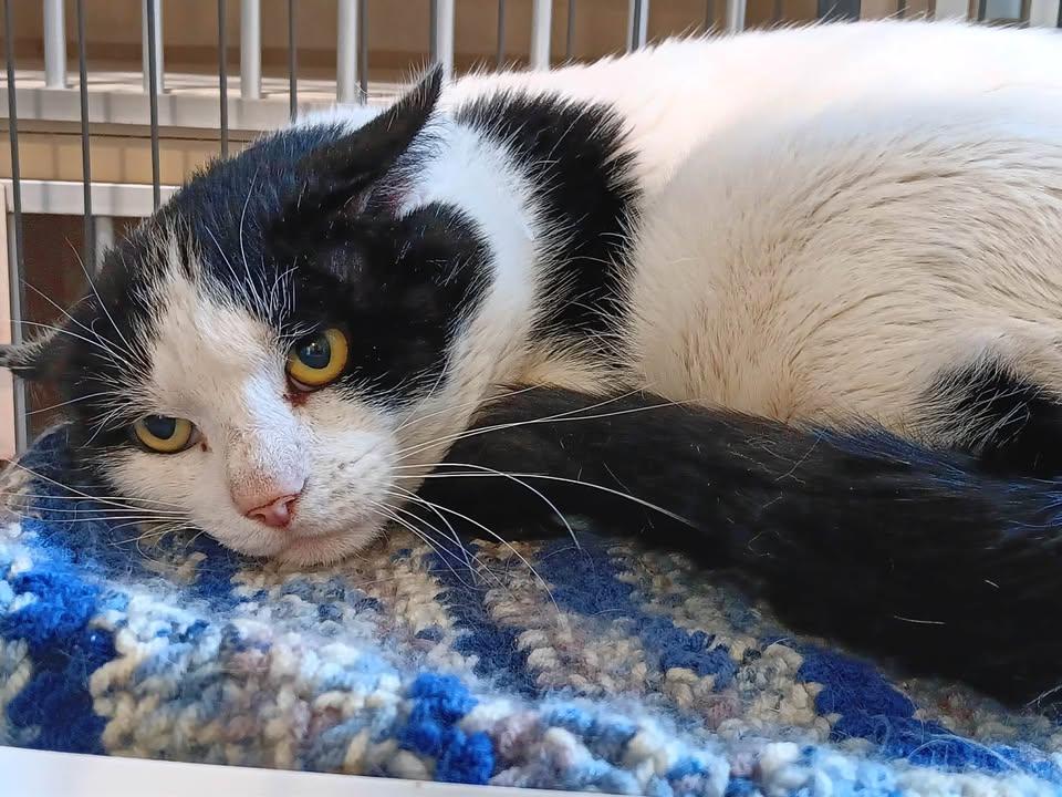 Enlarge Poetry, a ADOPTABLE Domestic Short Hair in Winthrop, ME image 1/1