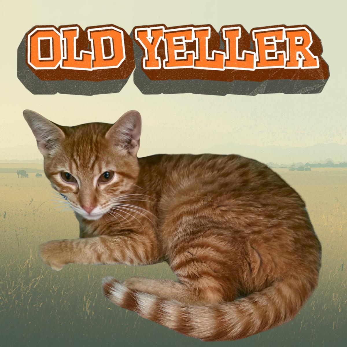 Enlarge Old Yeller, a ADOPTABLE Domestic Short Hair in South Padre Island, TX image 1/1