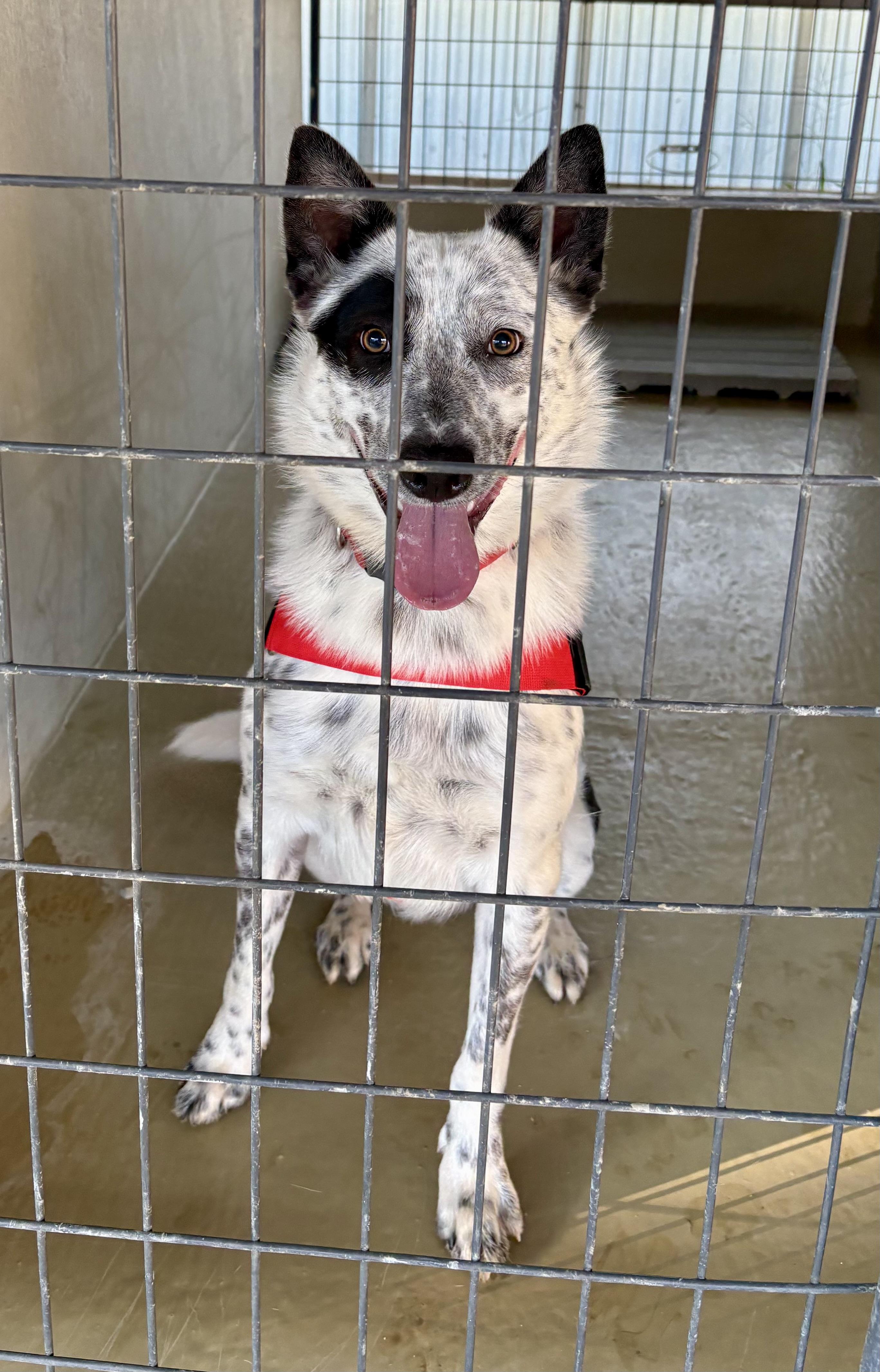 Rascal, Adopted, Young Male Australian Cattle Dog / Blue Heeler & Australian Shepherd.