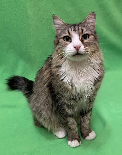 Enlarge Margaret, a Adoptable Domestic Medium Hair in Manitou Springs, CO image 2/4