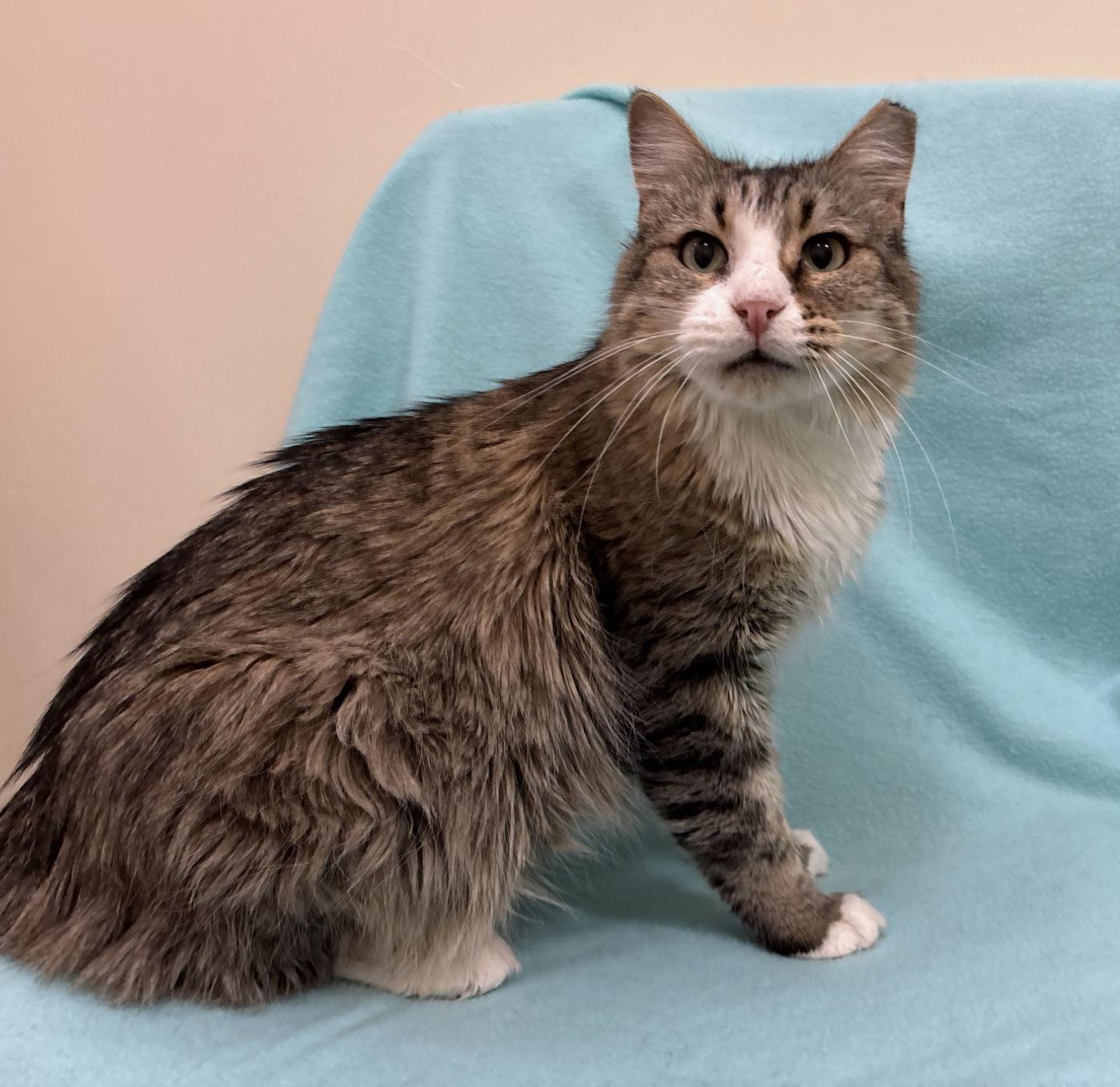 Enlarge Margaret, a Adoptable Domestic Medium Hair in Manitou Springs, CO image 4/4
