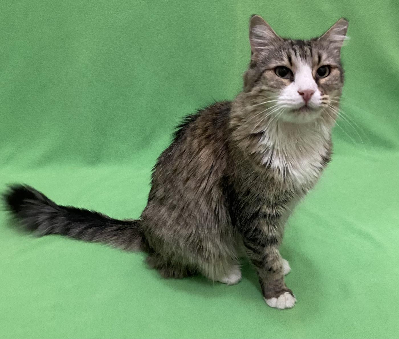 Enlarge Margaret, a Adoptable Domestic Medium Hair in Manitou Springs, CO image 3/4