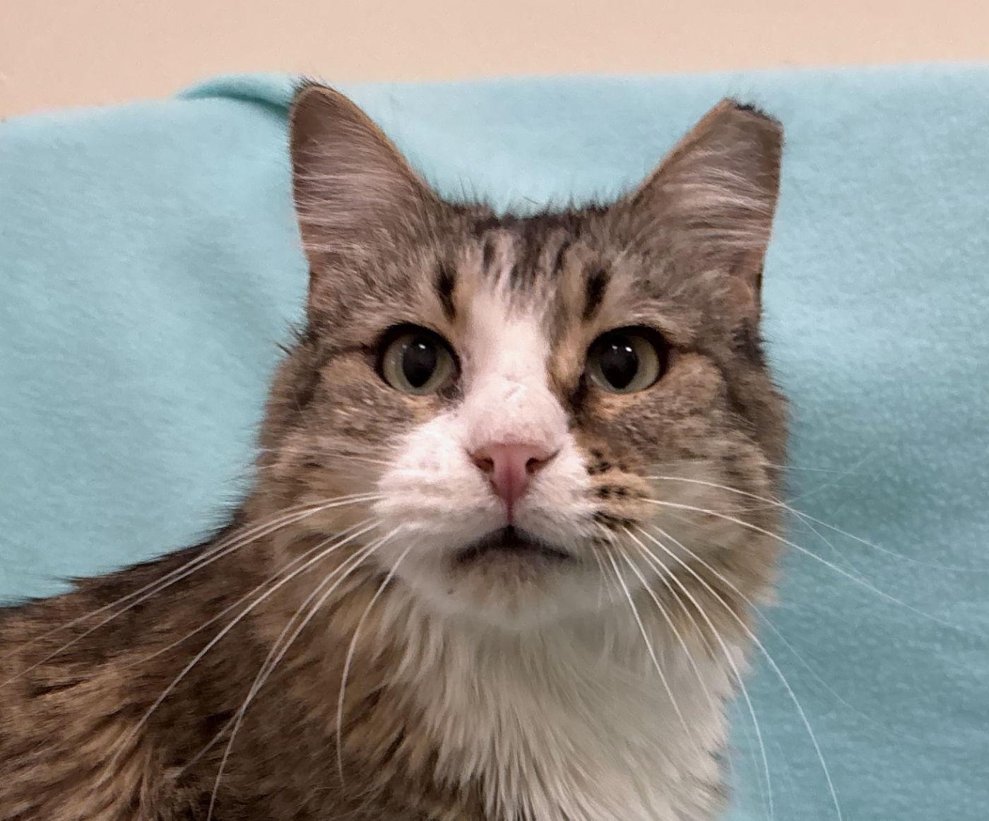 Enlarge Margaret, a Adoptable Domestic Medium Hair in Manitou Springs, CO image 1/4