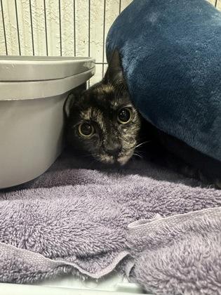 Miss Edna 52597, a ADOPTABLE Domestic Short Hair in Oklahoma City, OK image 2/2
