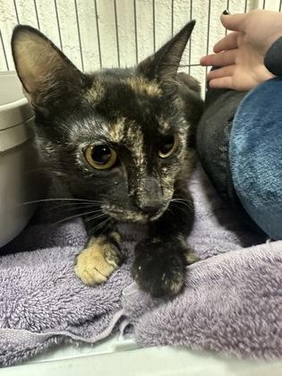 Miss Edna 52597, ADOPTABLE, Adult Female Domestic Short Hair.