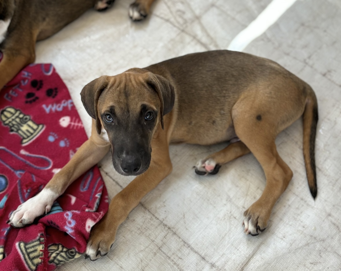 Dog for adoption Chompy, a Mixed Breed in Sierra Vista, AZ Petfinder