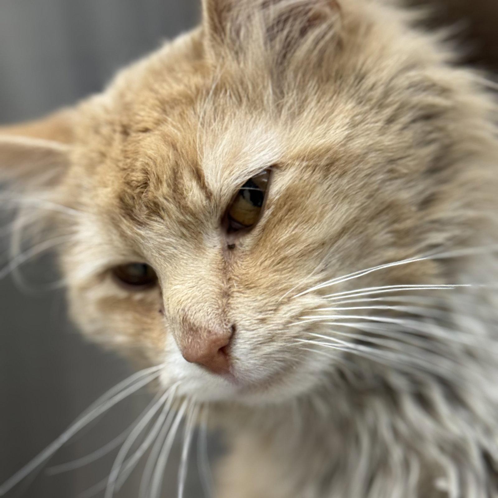 Buttercup, Adoptable, Adult Male Domestic Long Hair.
