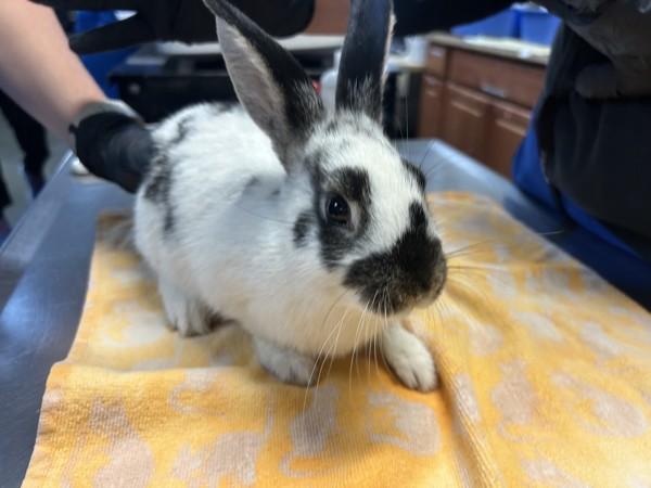 Enlarge Circe, a Adoptable mixed breed in El Cajon, CA image 1/1