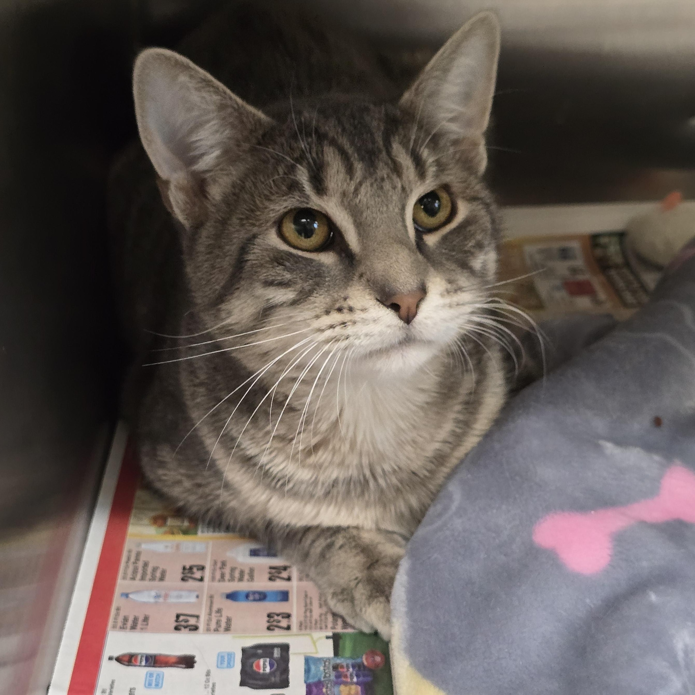 Enlarge Edwina, a Adoptable Domestic Short Hair in Edison, NJ image 1/1