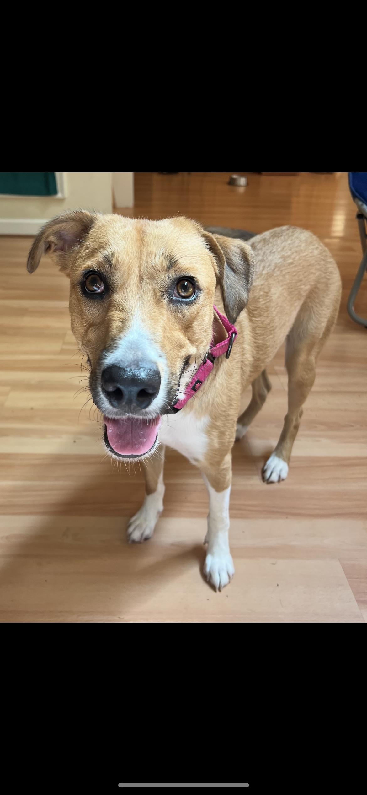 Vanessa (reduced fee), ADOPTABLE, Young Female Labrador Retriever.