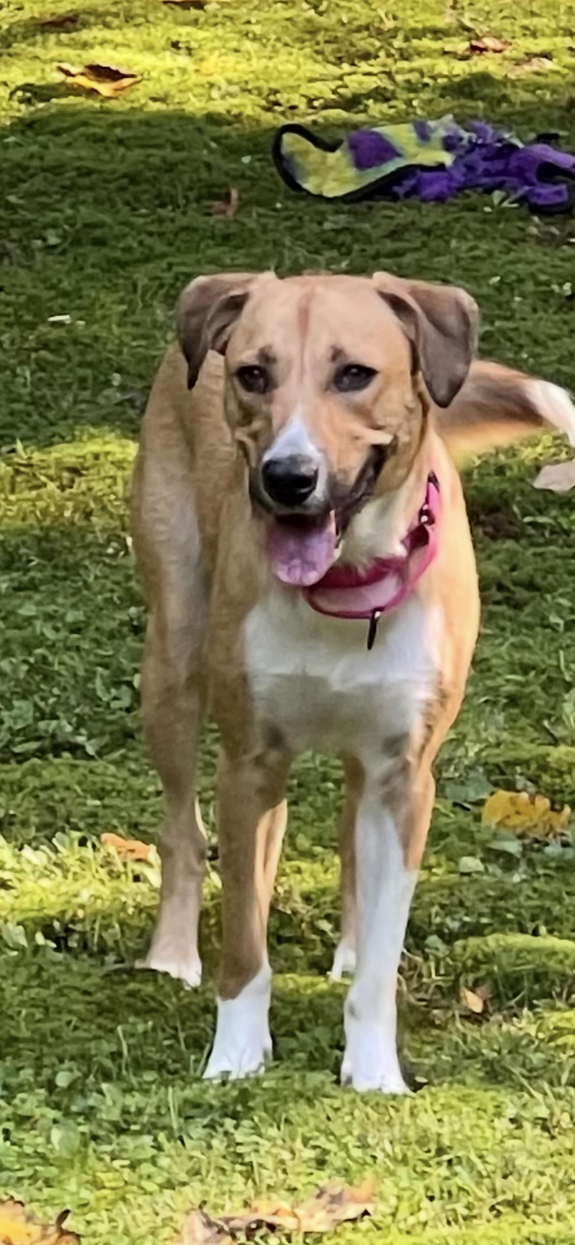 Vanessa, ADOPTABLE, Young Female Labrador Retriever.