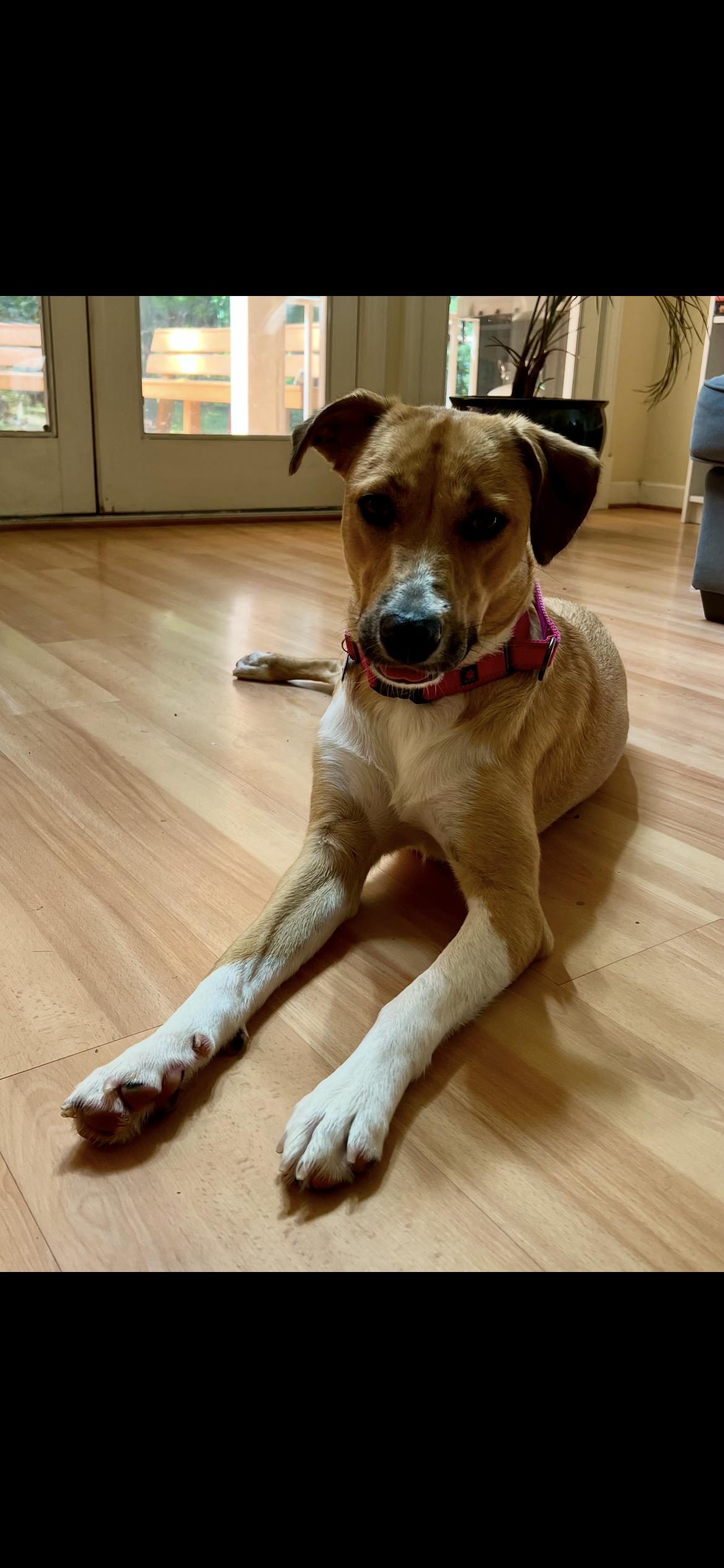 Vanessa (reduced fee), a ADOPTABLE mixed breed in Columbia, MD image 5/6