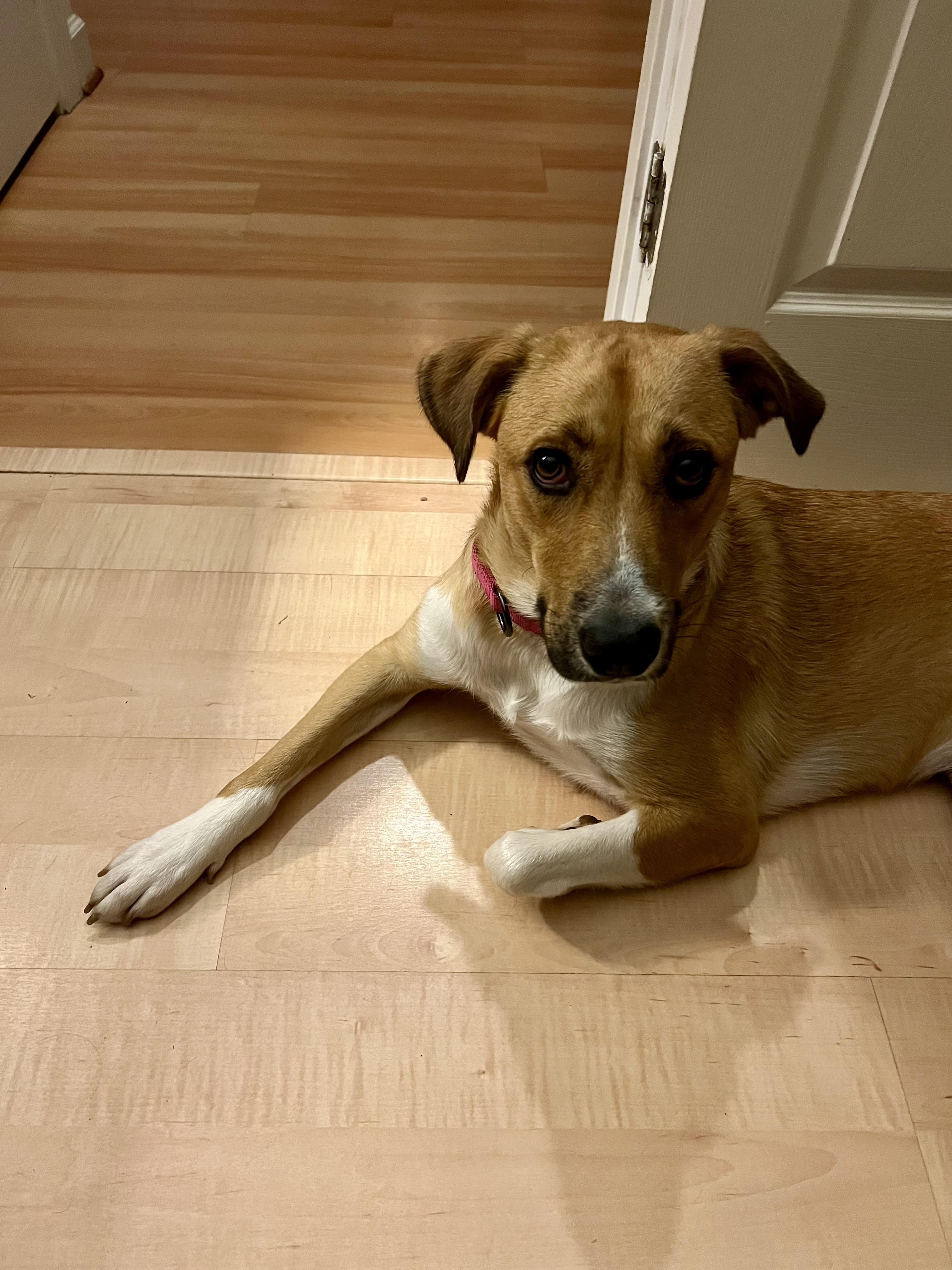 Vanessa (reduced fee), a ADOPTABLE mixed breed in Columbia, MD image 6/6