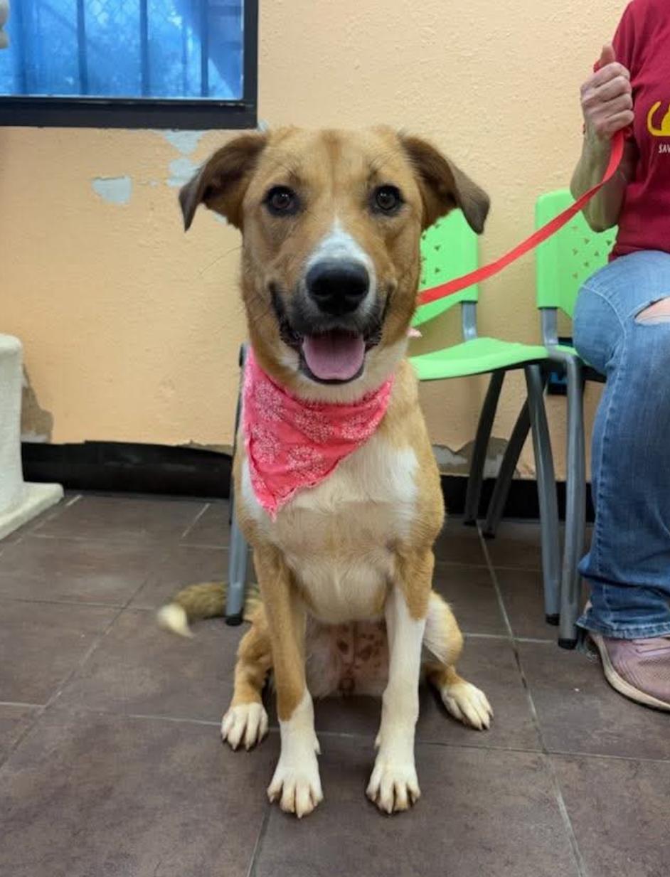 Vanessa cs, a ADOPTABLE mixed breed in Columbia, MD image 2/5