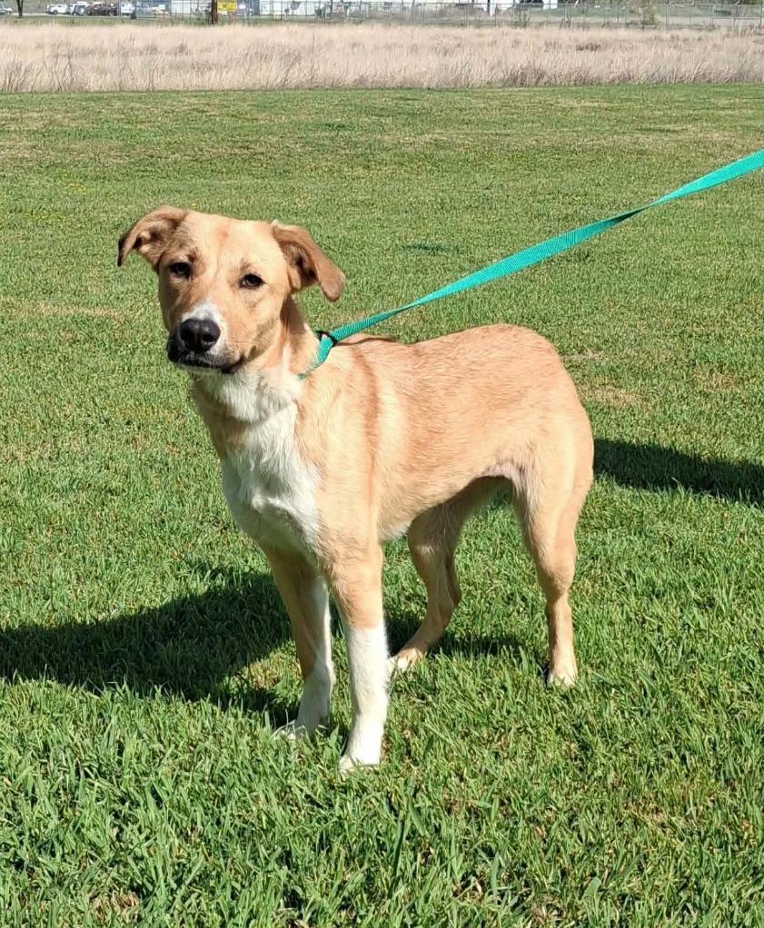 Vanessa cs, a ADOPTABLE mixed breed in Columbia, MD image 3/5