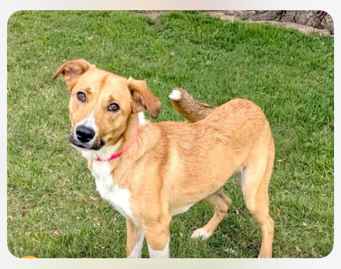 Vanessa cs, ADOPTABLE, Young Female Labrador Retriever.