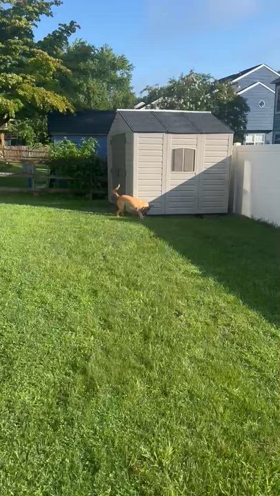 Enlarge Vanessa, a ADOPTABLE mixed breed in Columbia, MD video 6/6