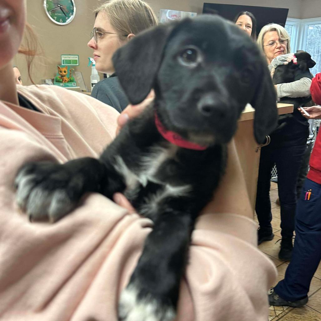 Bailey, Adoptable, Puppy Female Labrador Retriever & Terrier.