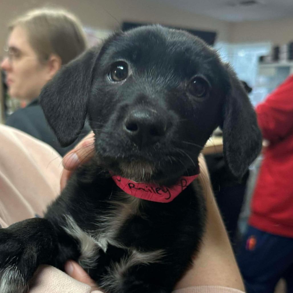Enlarge Bailey, a Adoptable mixed breed in Griswold, CT image 2/4