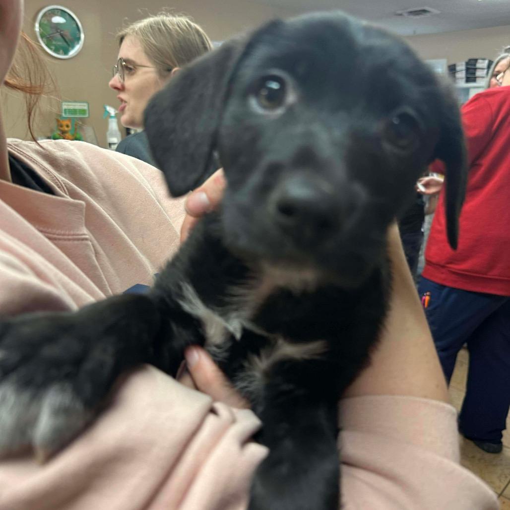 Enlarge Bailey, a Adoptable mixed breed in Griswold, CT image 3/4