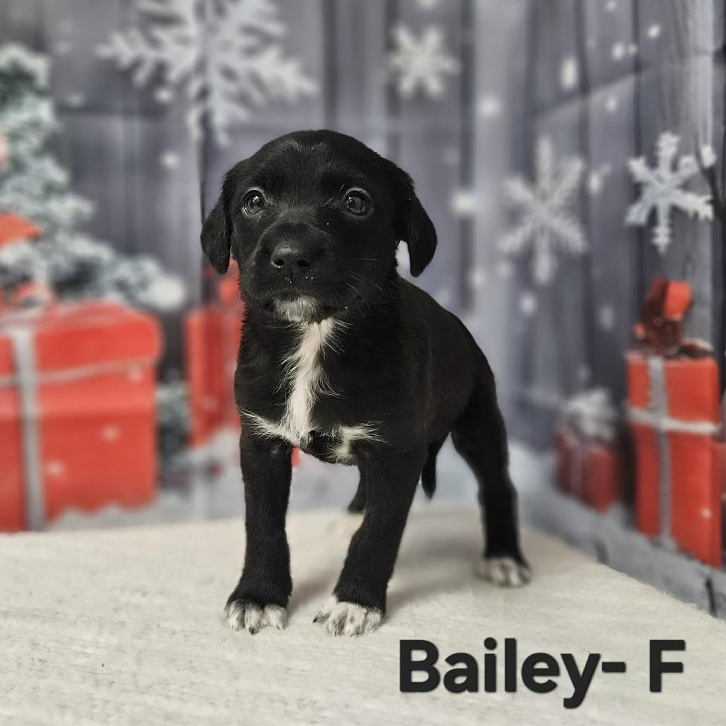 Enlarge Bailey, a Adoptable mixed breed in Griswold, CT image 4/4